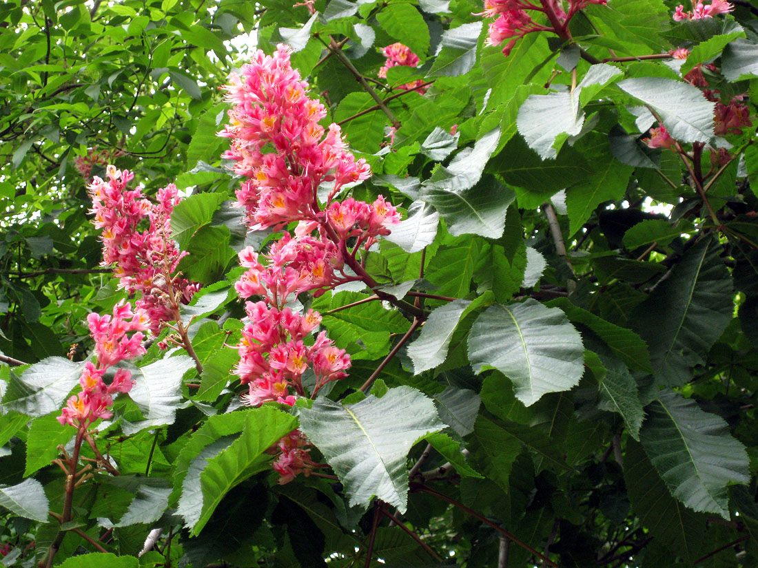 Image of Aesculus &times; carnea specimen.