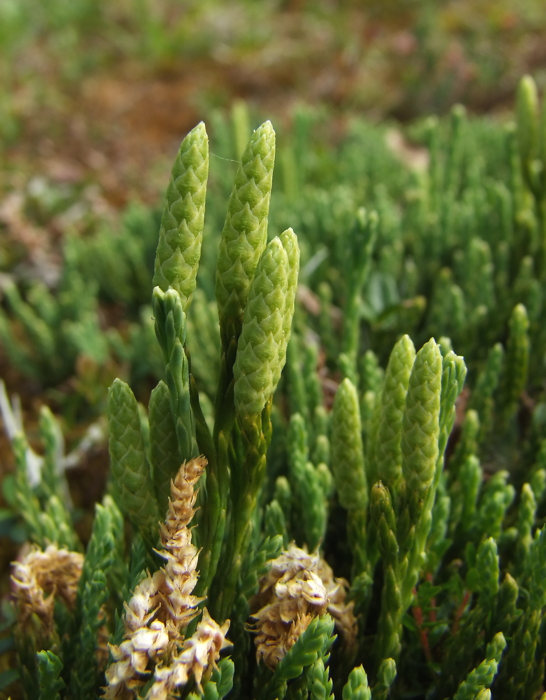 Image of Diphasiastrum alpinum specimen.