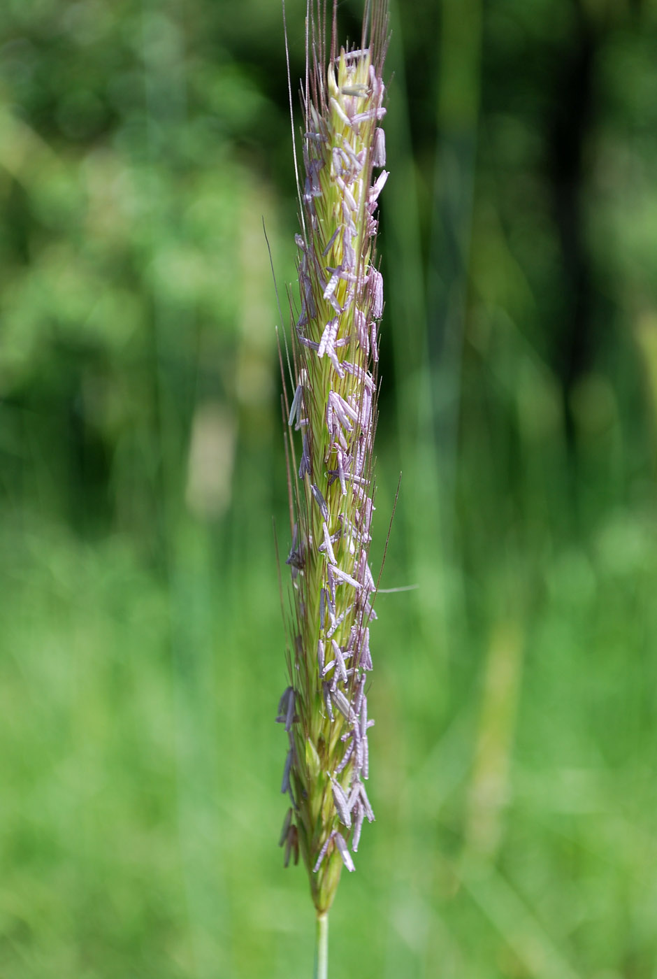 Изображение особи Hordeum bulbosum.