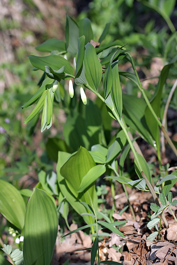 Изображение особи Polygonatum glaberrimum.