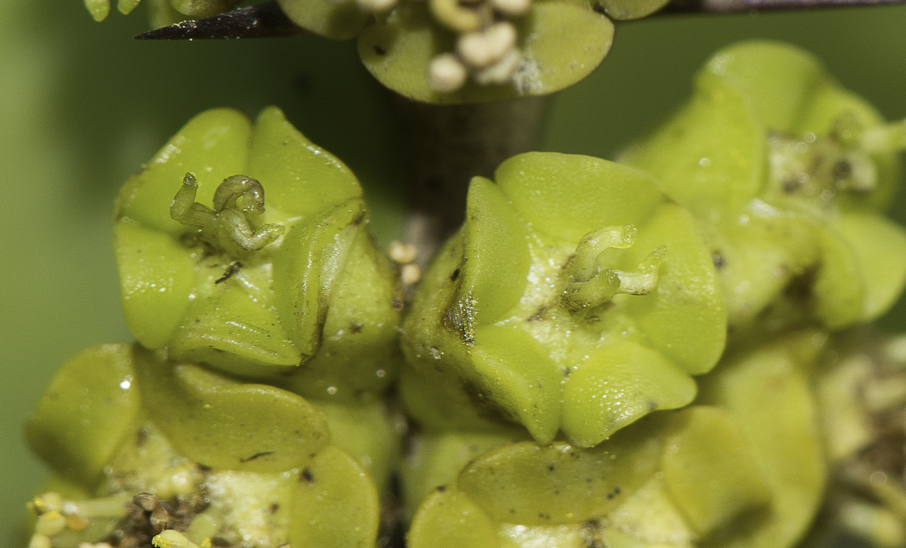 Image of Euphorbia cooperi specimen.