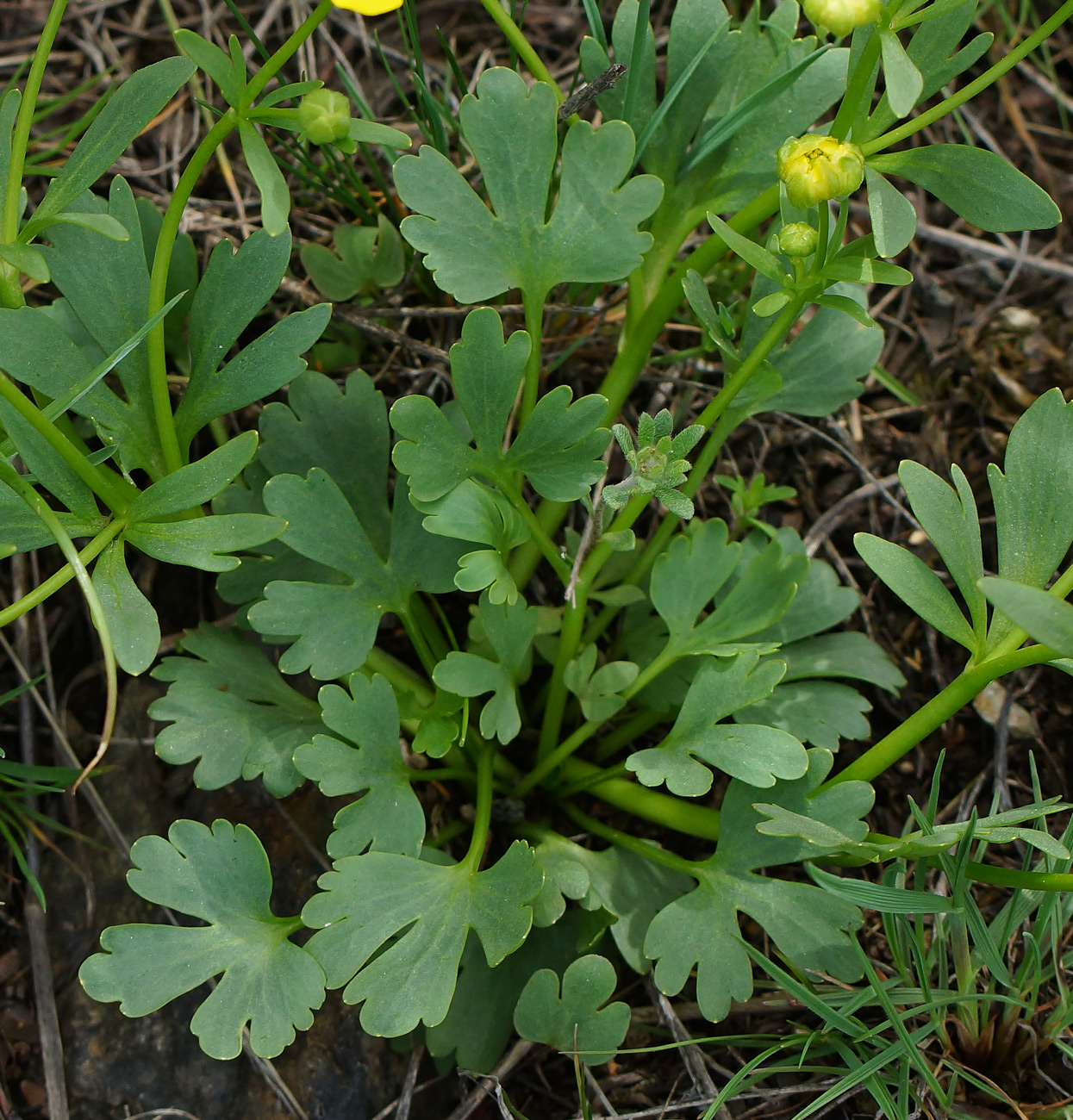 Изображение особи Ranunculus polyrhizos.