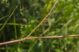 Chaerophyllum prescottii