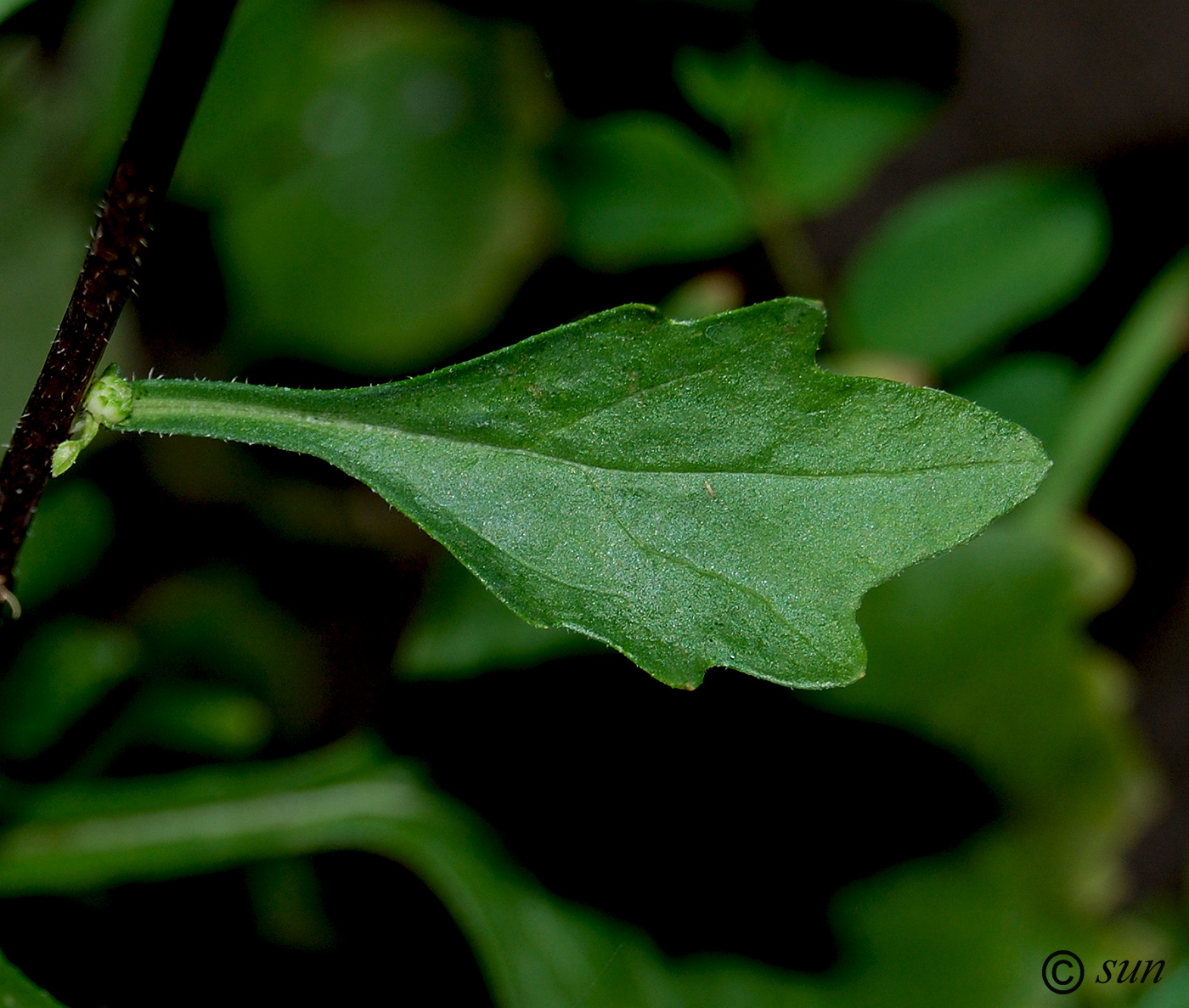 Изображение особи Callistephus chinensis.