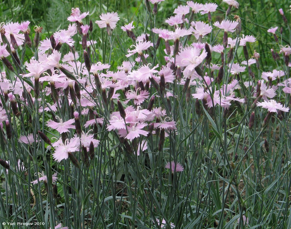 Image of genus Dianthus specimen.