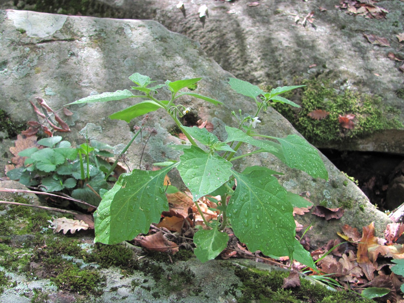 Image of Solanum nigrum specimen.