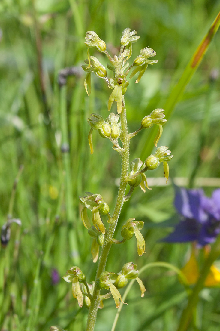 Изображение особи Listera ovata.