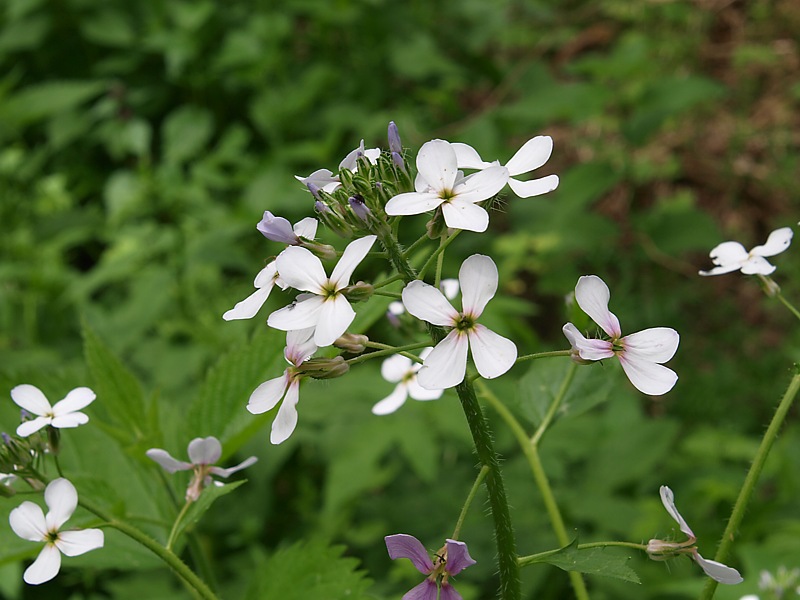 Image of Hesperis matronalis specimen.