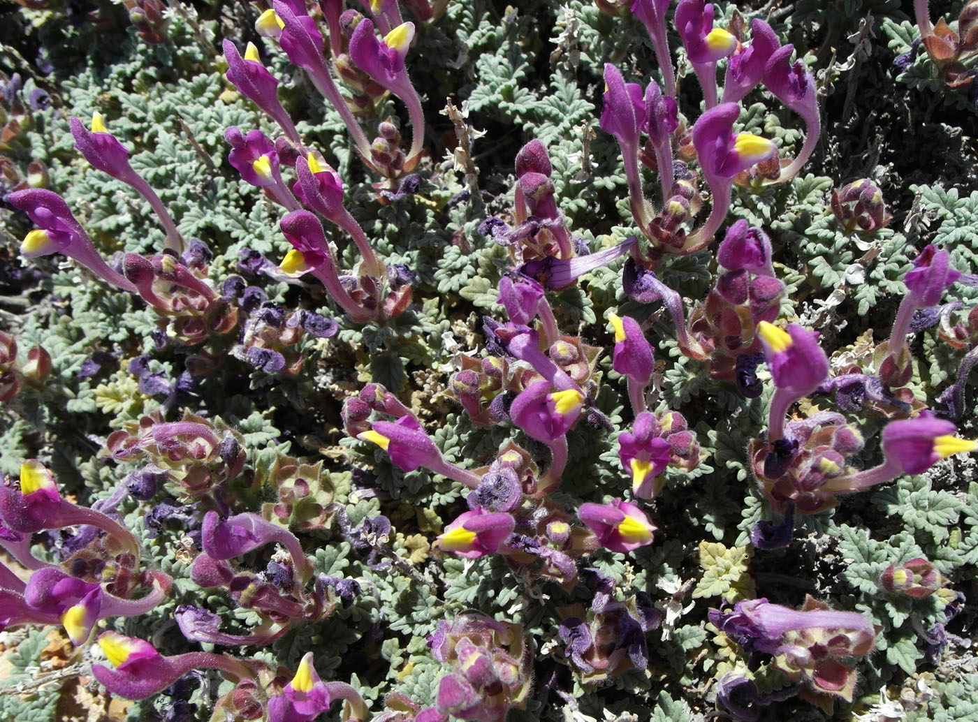 Image of Scutellaria turgaica specimen.