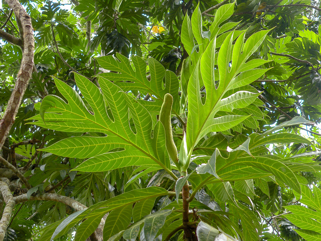 Image of Artocarpus altilis specimen.