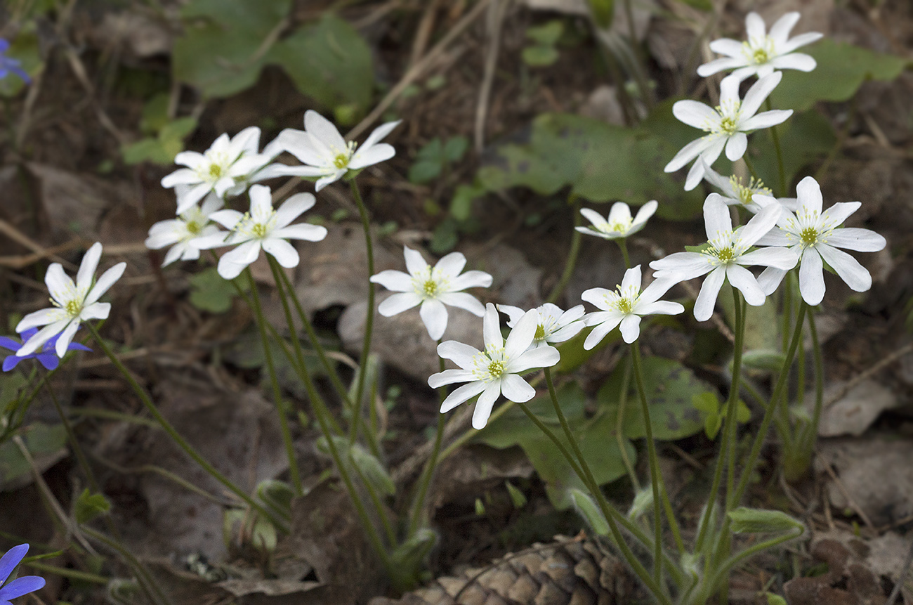 Изображение особи Hepatica nobilis.