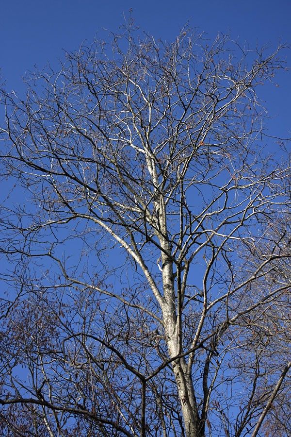 Image of Alnus incana specimen.