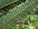 Dryopteris affinis. Часть сегмента 1-го порядка с сорусами. Нидерланды, провинция Drenthe, национальный парк Dwingelderveld, сосновый лес. 18 июля 2010 г.