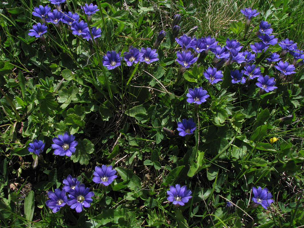 Image of Gentiana dshimilensis specimen.