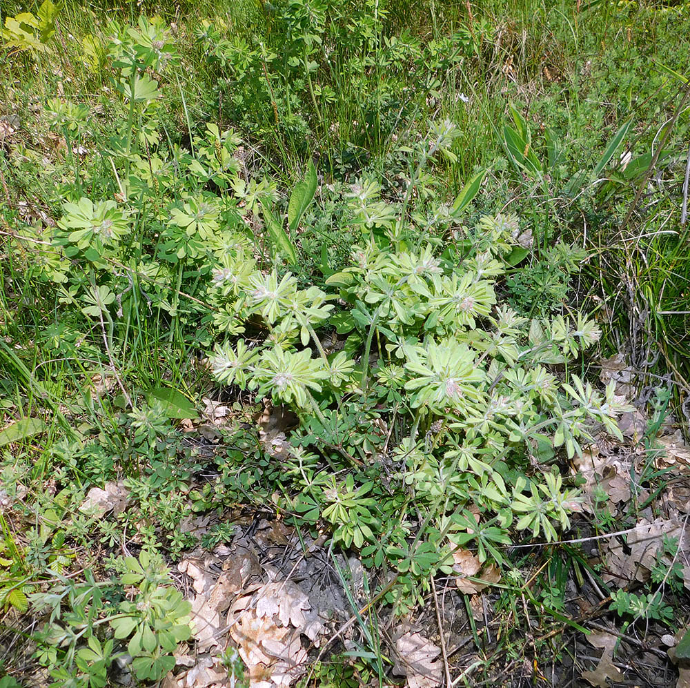 Image of Dorycnium graecum specimen.