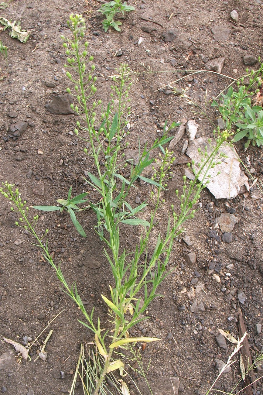 Изображение особи Camelina microcarpa.