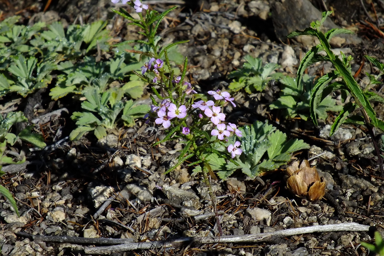 Image of Dontostemon integrifolius var. glandulosus specimen.