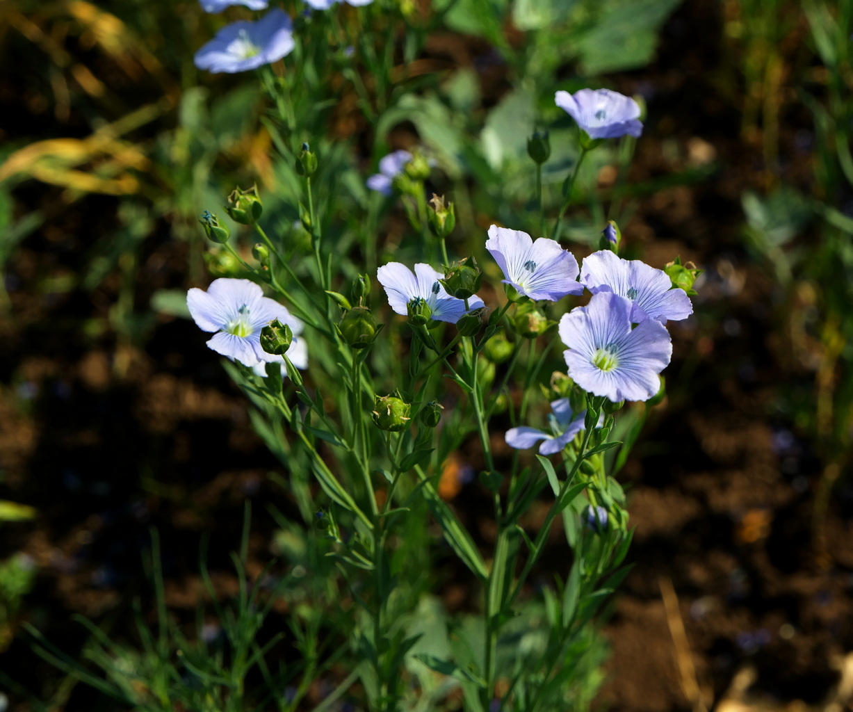 Изображение особи Linum humile.