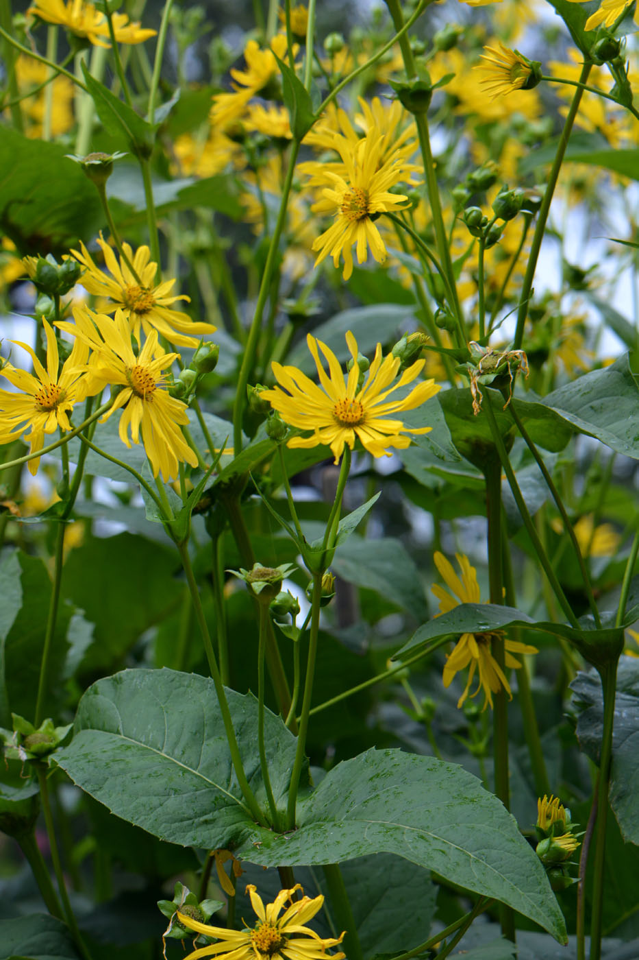 Изображение особи Silphium perfoliatum.