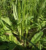 Crepis praemorsa. Нижняя часть растения. Алтайский край, Змеиногорский р-н, р. Загорная Амелиха. 24 июня 2010 г.