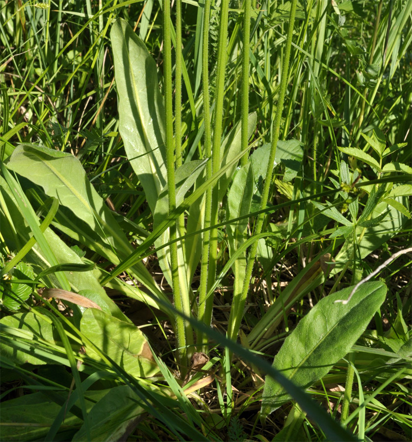 Image of Crepis praemorsa specimen.