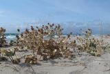 Eryngium maritimum