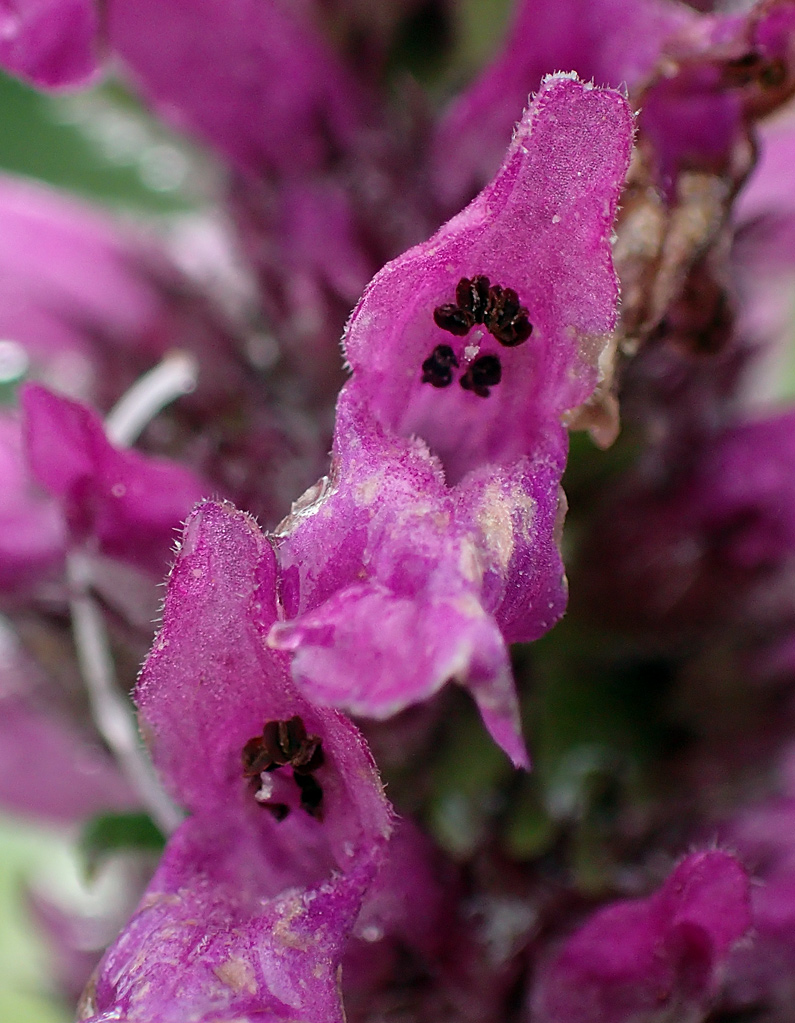 Image of Betonica officinalis specimen.