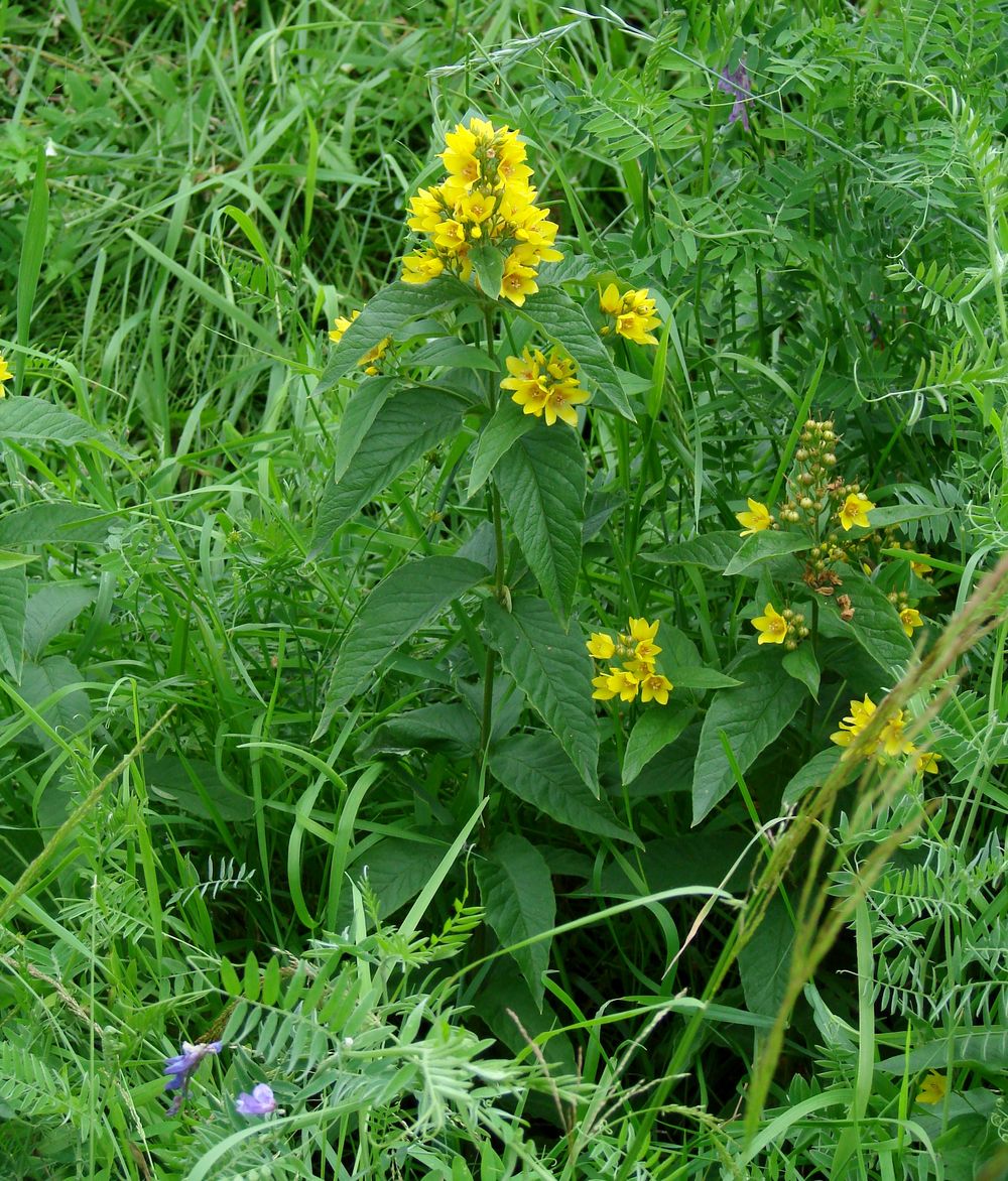 Изображение особи Lysimachia vulgaris.