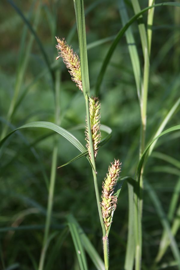 Изображение особи Carex atherodes.