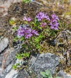 genus Thymus