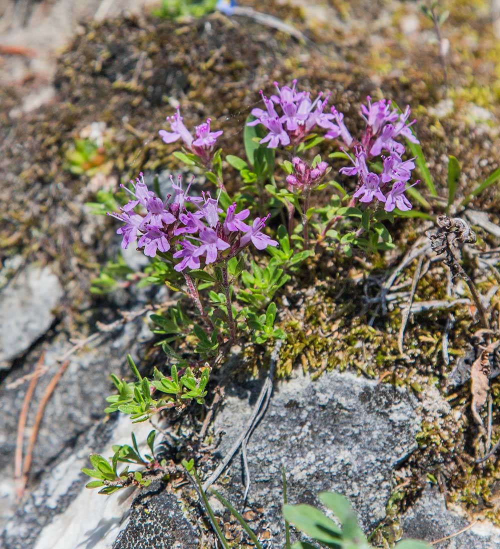 Изображение особи род Thymus.