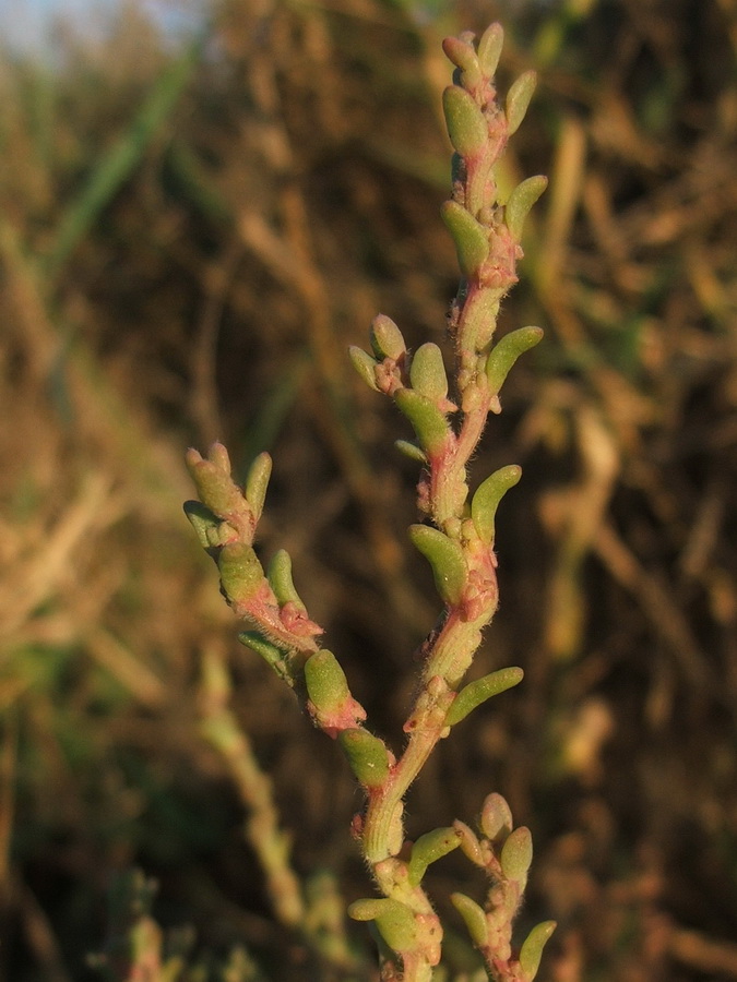 Image of Spirobassia hirsuta specimen.