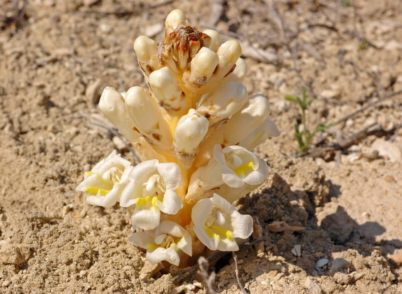 Image of Cistanche salsa specimen.