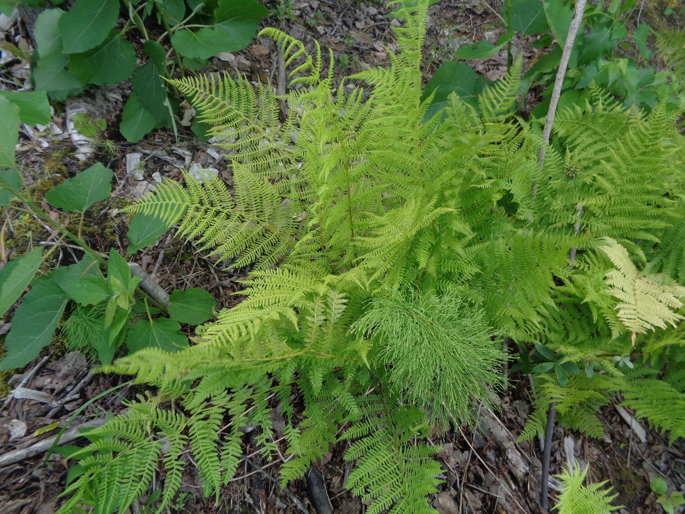 Image of Athyrium filix-femina specimen.