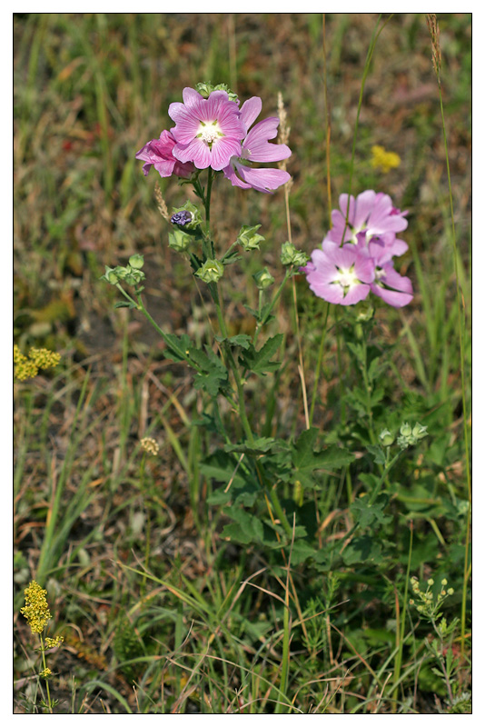 Image of Malva thuringiaca specimen.