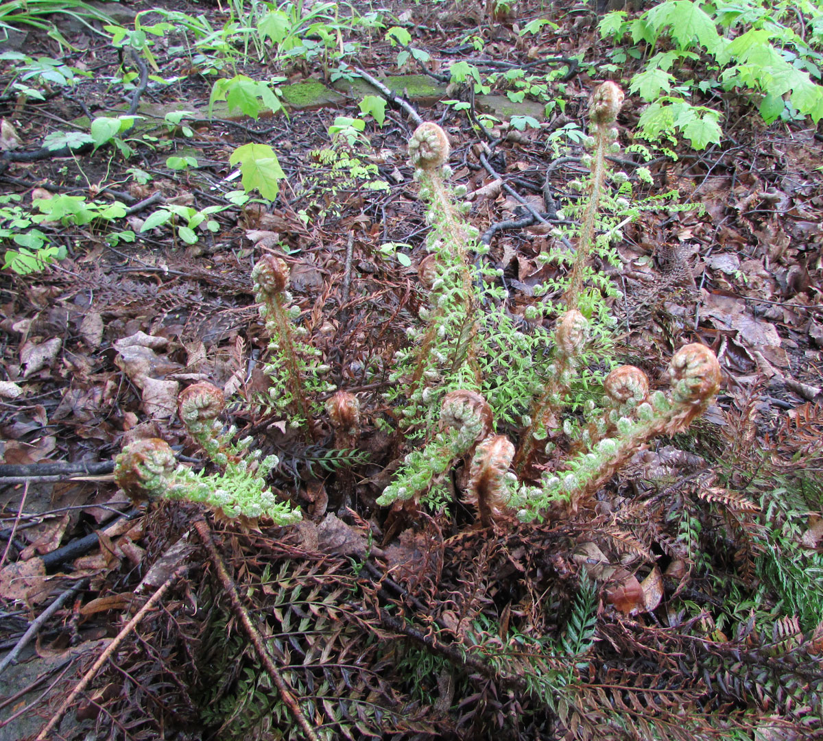 Image of Polystichum setiferum specimen.