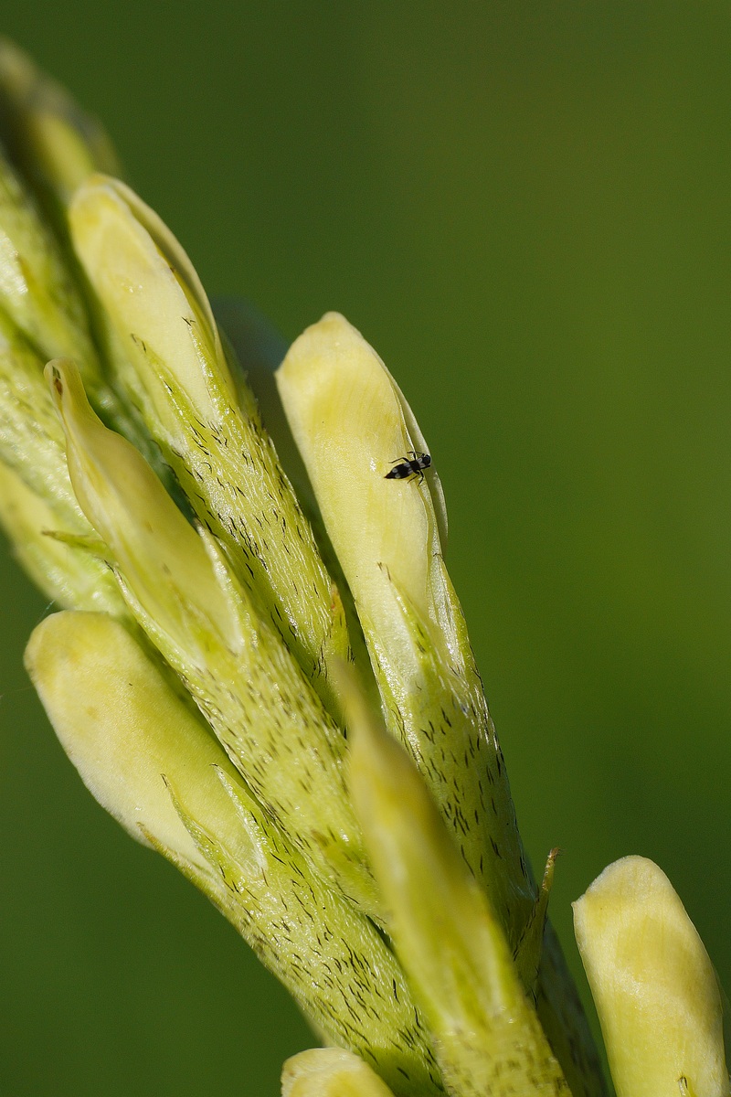 Image of Astragalus asper specimen.