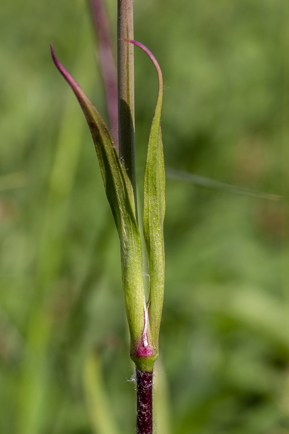 Изображение особи Viscaria vulgaris.