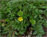 Potentilla anserina