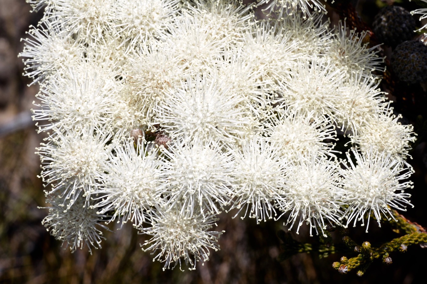 Изображение особи Brunia noduliflora.