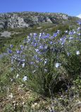 Linum narbonense. Цветущие растения. Испания, автономное сообщество Каталония, провинция Жирона, комарка Баш Эмпорда, муниципалитет Тороэлья-де-Монгри, долина Санта-Катерина, расчищенная гаррига. 24.04.2019.