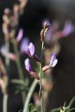 Astragalus macrocladus. Соцветие. Южный Казахстан, пустыня Кызылкум. 02.05.2010.