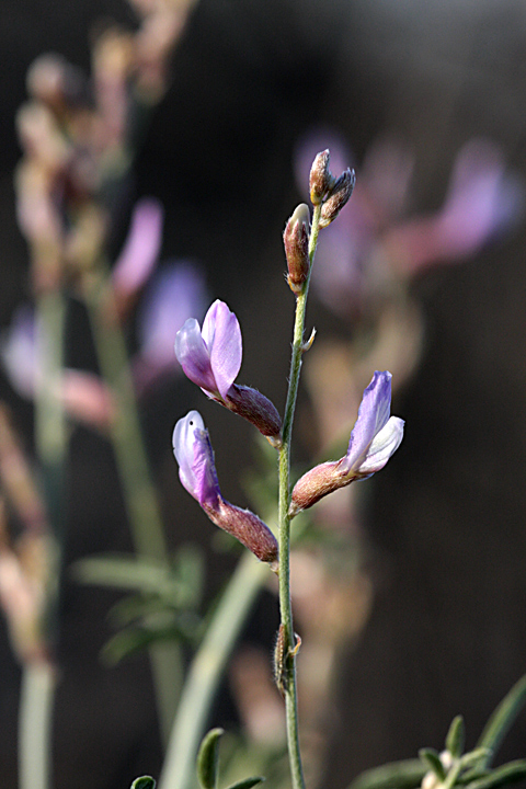 Изображение особи Astragalus macrocladus.