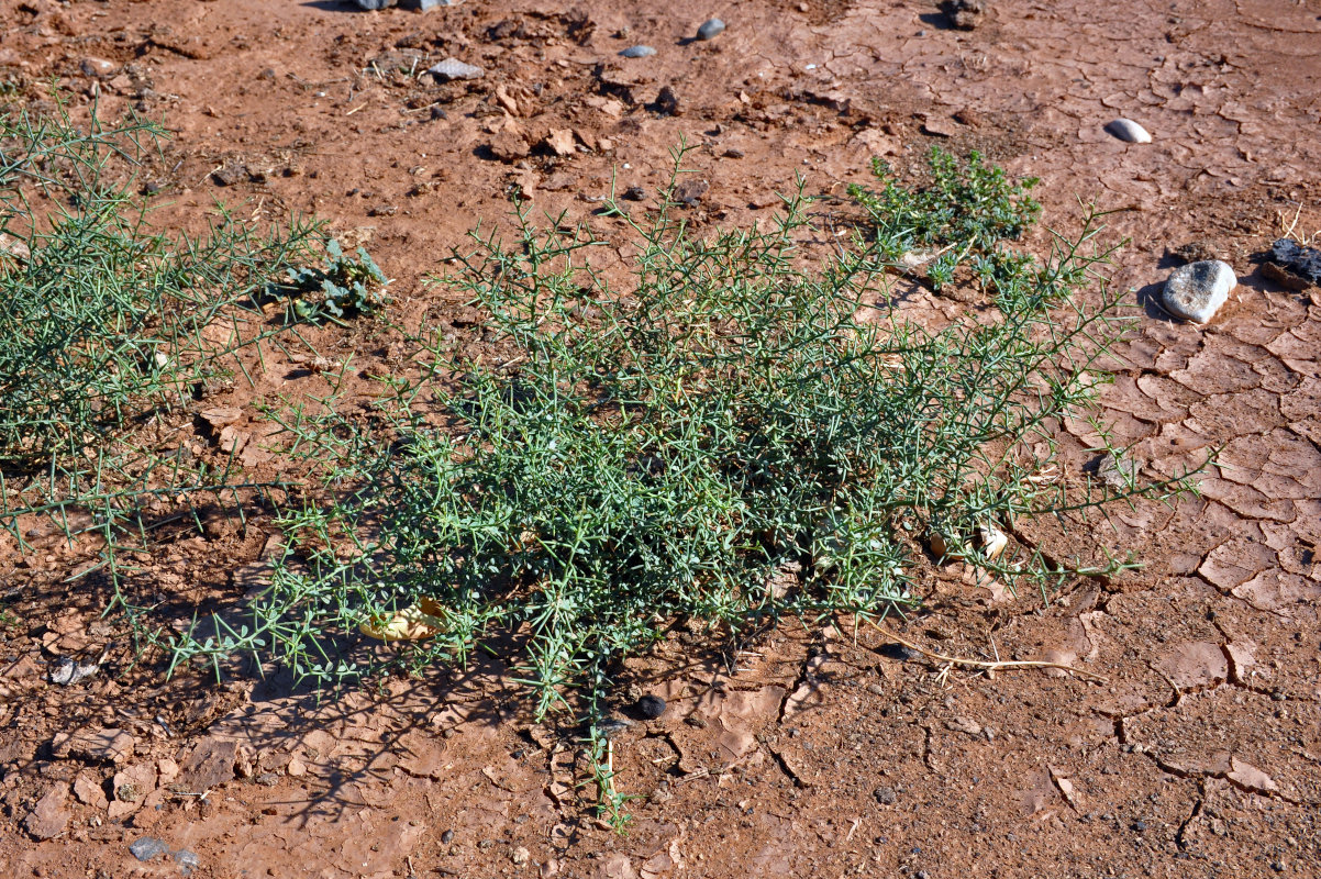 Image of Alhagi pseudalhagi specimen.