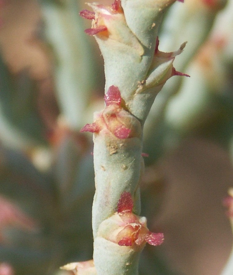 Image of Ofaiston monandrum specimen.