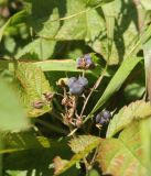 Rubus caesius