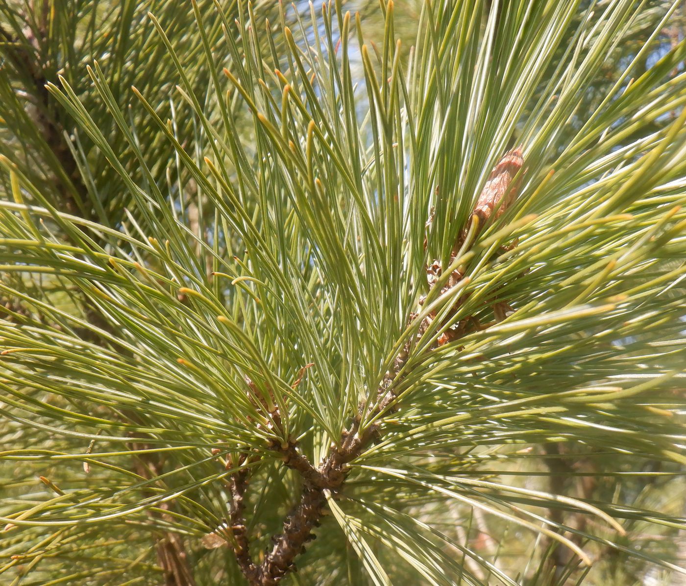 Image of Pinus pumila specimen.