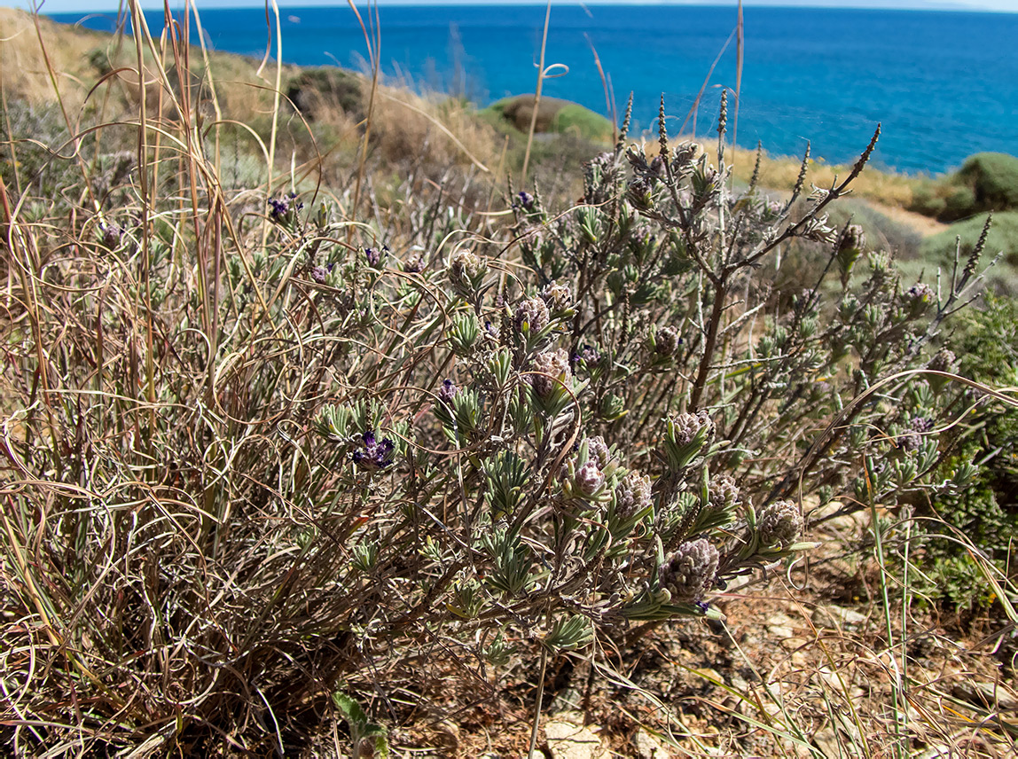 Image of Lavandula stoechas specimen.