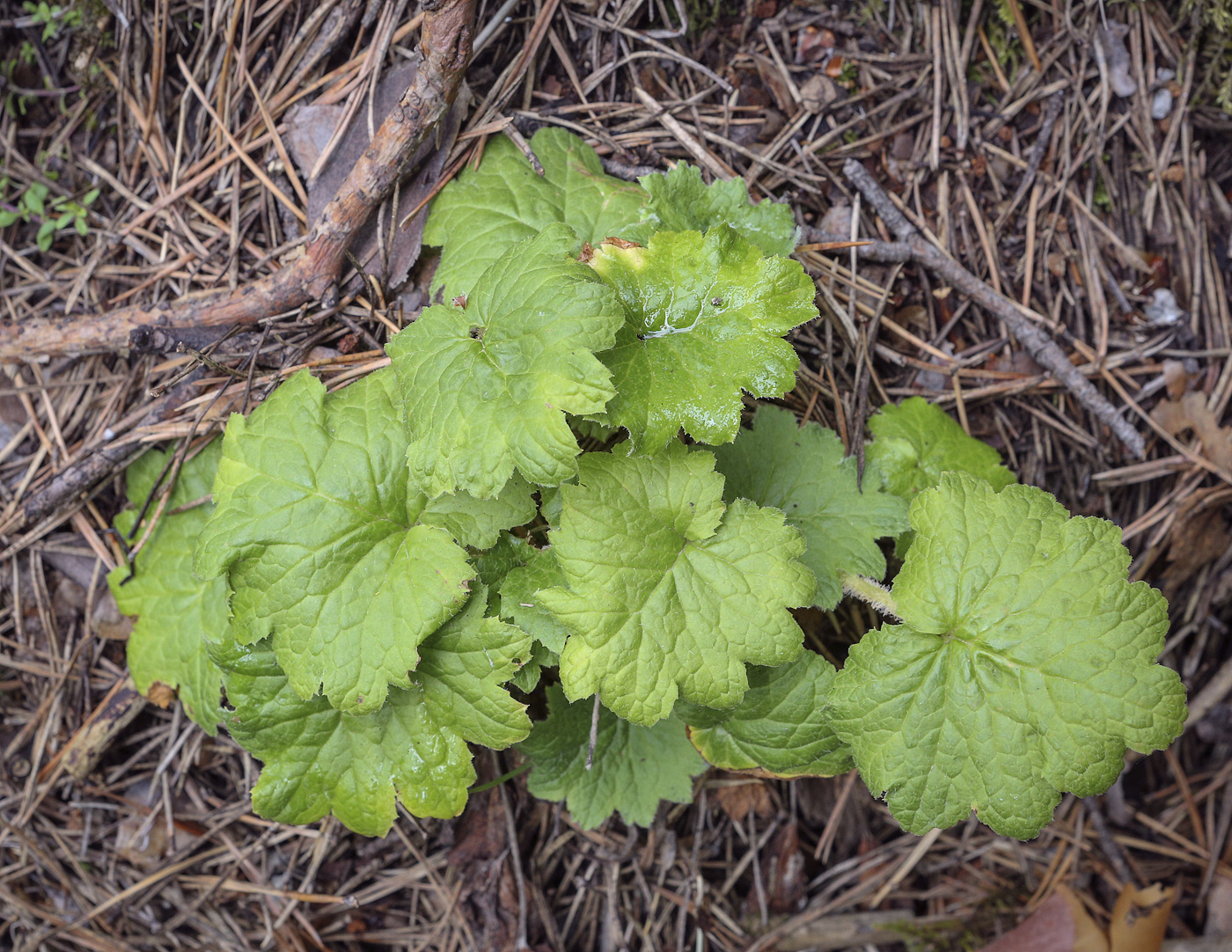 Image of Cortusa matthioli specimen.