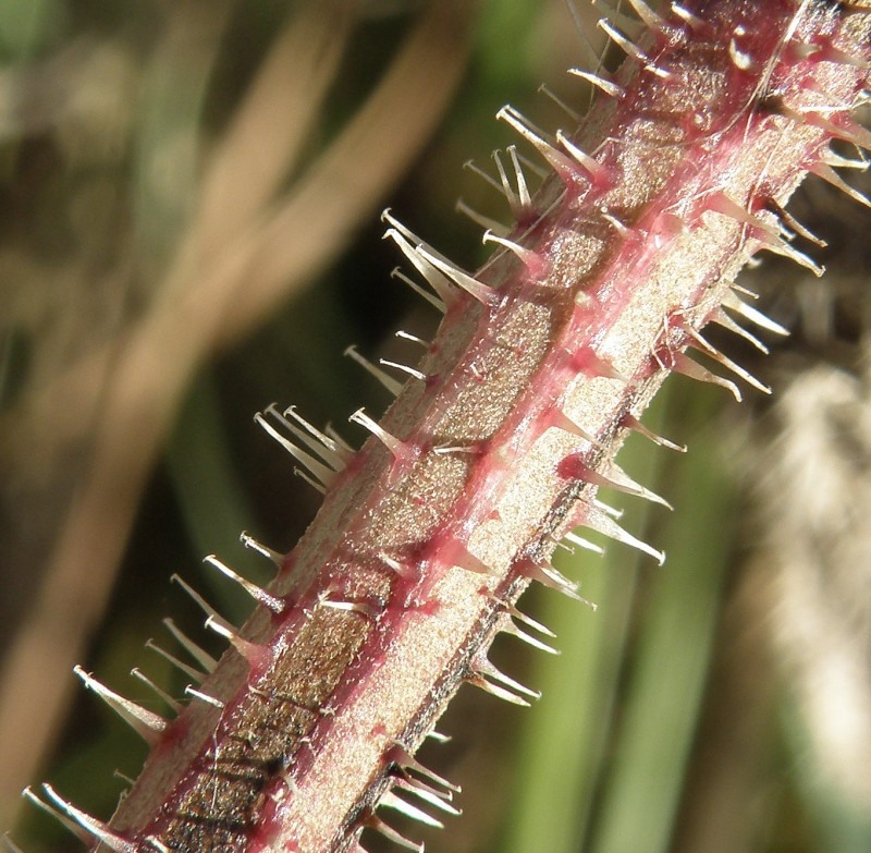 Image of Picris hieracioides specimen.